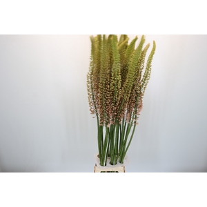 Eremurus Romance