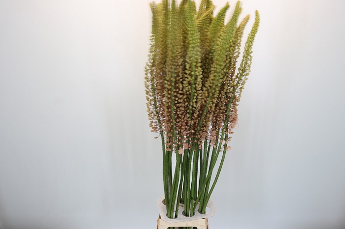 <h4>Eremurus Romance</h4>
