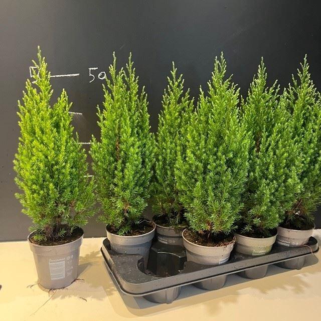 <h4>Juniperus chinensis 'Stricta'</h4>