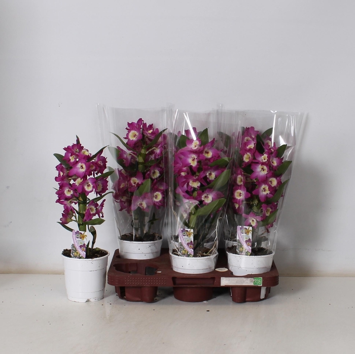 <h4>DEND NOBILE</h4>