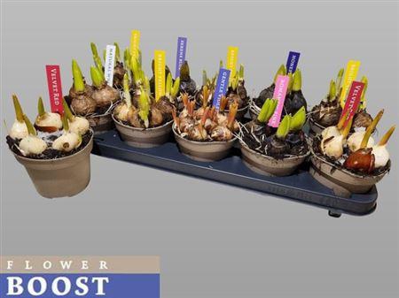 <h4>Bolbloemen Gem</h4>