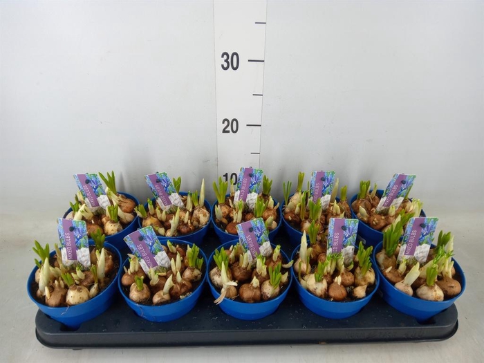 <h4>Bolbloemen   ...mix</h4>