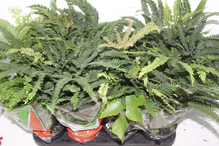 <h4>AVENCA VARIADA P15</h4>