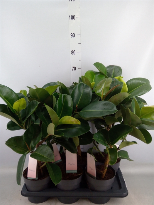 <h4>Ficus elastica 'Robusta'</h4>