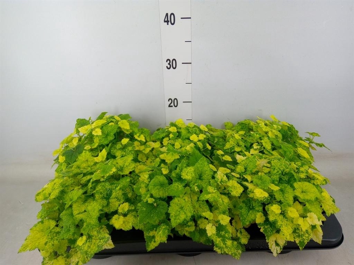 <h4>Tolmiea menziesii   ...variegated</h4>