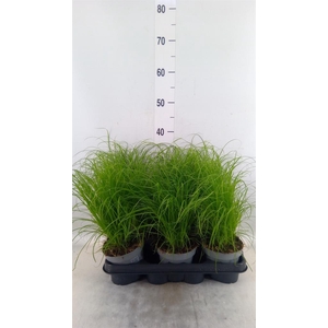 Cyperus alternifolius 'Zumula'