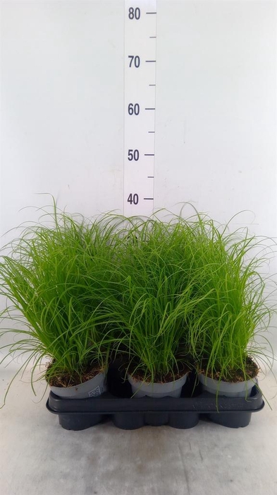 <h4>Cyperus alternifolius 'Zumula'</h4>