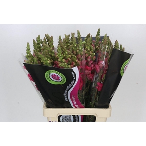 Antirrhinum Potomac Cherry Pink