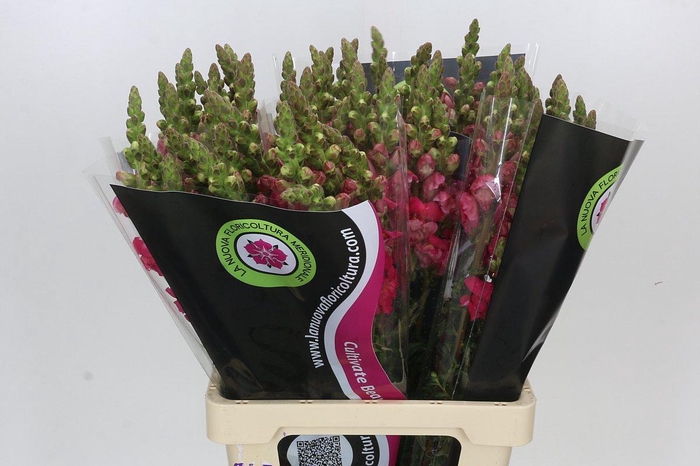 Antirrhinum Potomac Cherry Pink