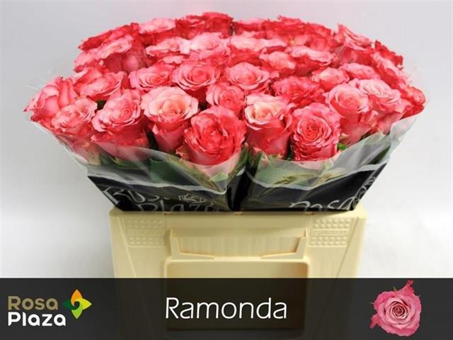 R GR RAMONDA