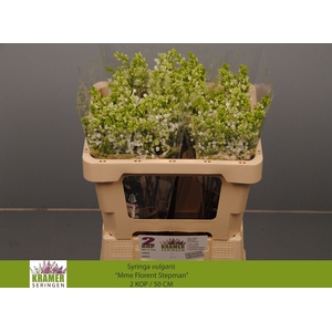 SYR V MME FL STEPMAN