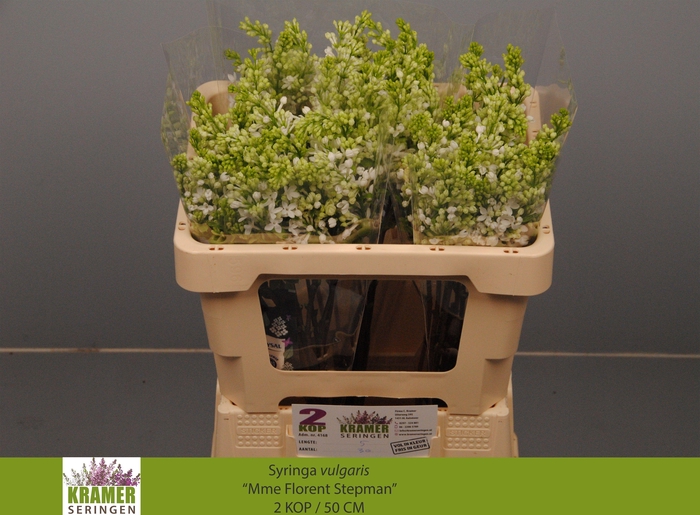 <h4>SYR V MME FL STEPMAN</h4>