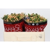 Hypericum Mellow Romance