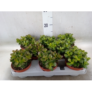 Crassula ovata 'Minor'