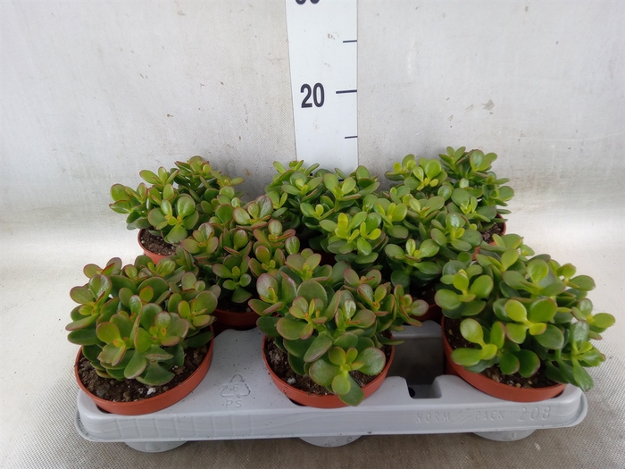 <h4>Crassula ovata 'Minor'</h4>