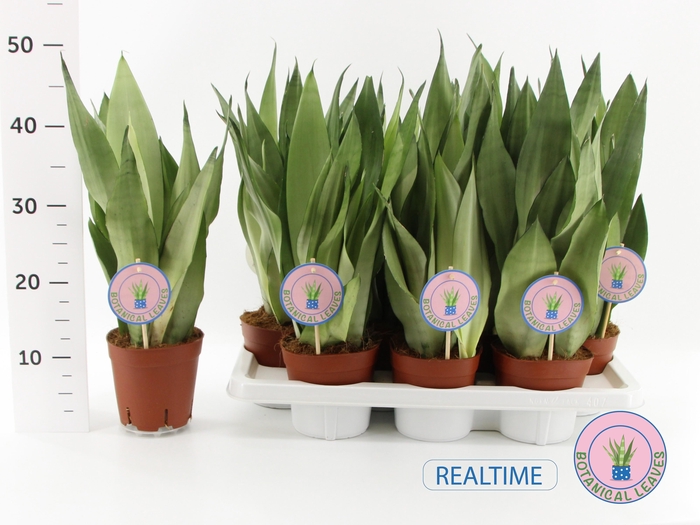 <h4>SANSEV MOONSHINE</h4>