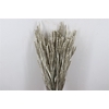Dried Triticum X5 Platina Bunch
