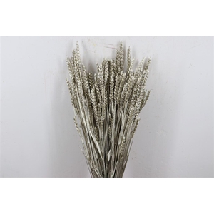 Dried Triticum Platina Bunch