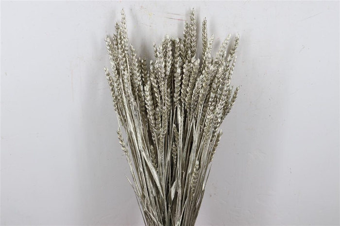 <h4>Dried Triticum Platina Bunch</h4>