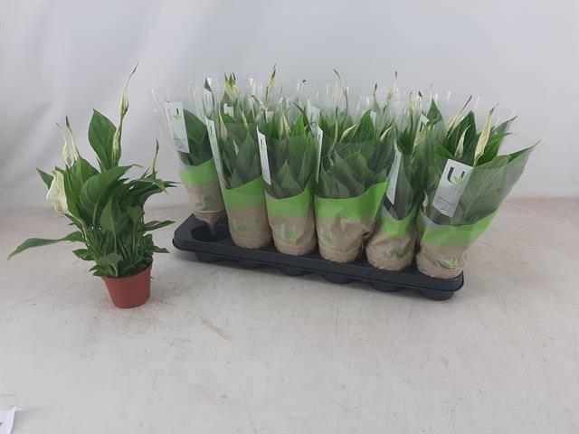 <h4>SPATH CHOPIN</h4>