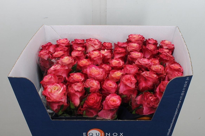 <h4>R Gr Mai Tai</h4>