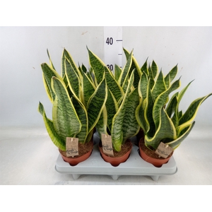 Sansevieria trifa. 'Futura Superba'