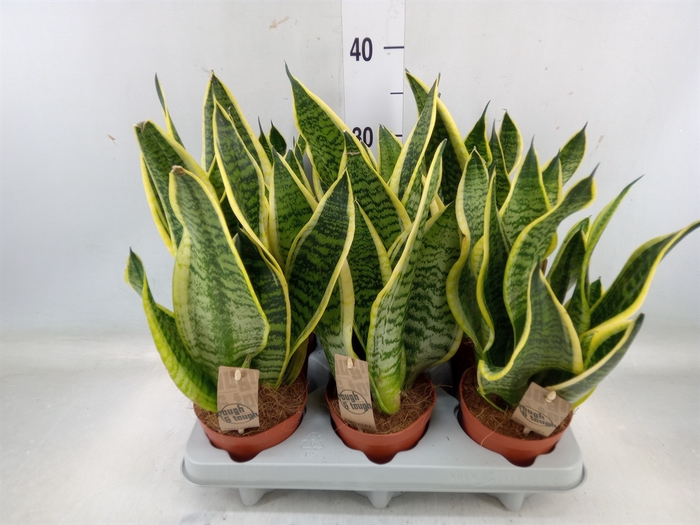 <h4>Sansevieria trifa. 'Futura Superba'</h4>