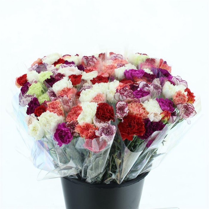 <h4>Di St Gem In Bos X150</h4>