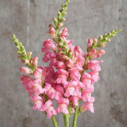 <h4>A.Snapdragon Pink</h4>