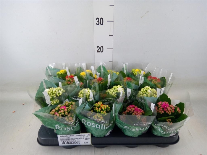 <h4>Kalanchoe blos. 'Rosalina'  ..mix 6</h4>