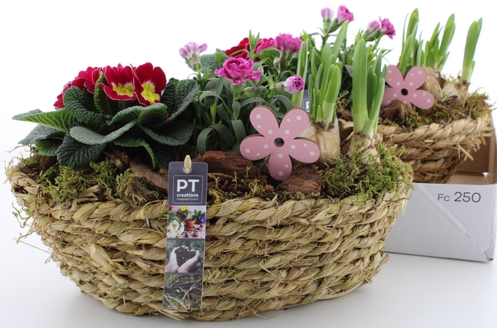 <h4>ARR PL IN SCHAAL</h4>