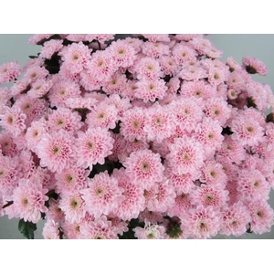 Chr S Aaa Cash Rose
