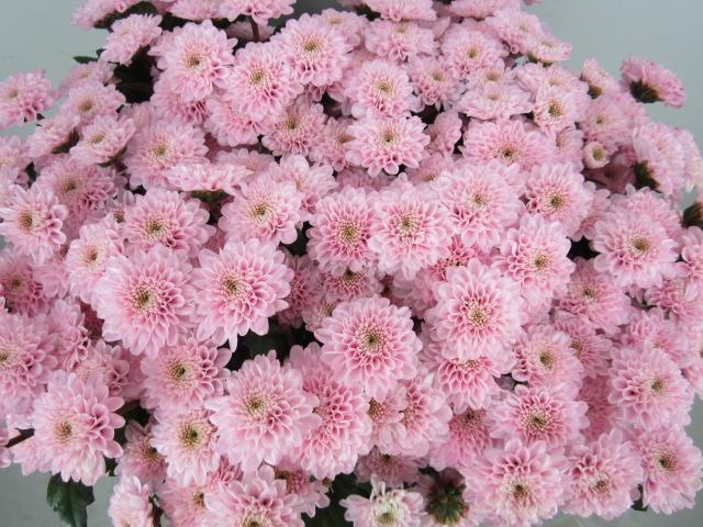 <h4>Chr S Aaa Cash Rose</h4>