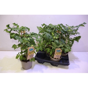 Solanum Cherry Yellow