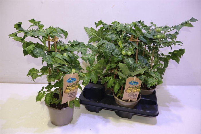 <h4>Solanum Cherry Yellow</h4>