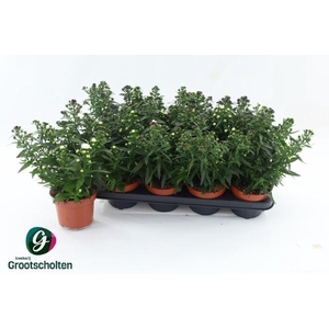 ASTER M LADY GEM POT