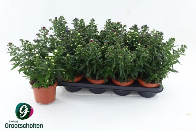 <h4>ASTER M LADY GEM POT</h4>