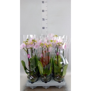 Phalaenopsis multi.   ...