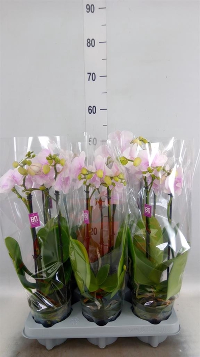 <h4>Phalaenopsis multi.   ...</h4>