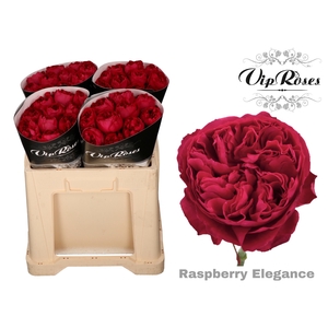 R GR RASPB ELEGANCE