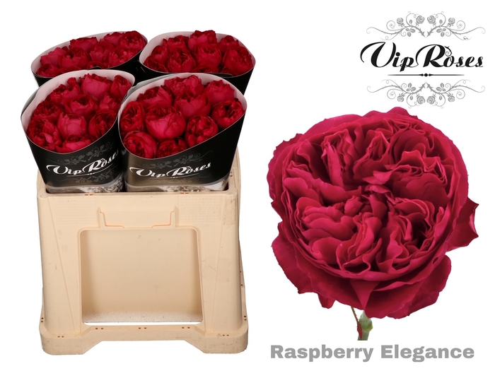R GR RASPB ELEGANCE