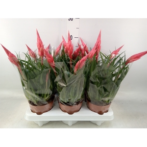 Vriesea  'Astrid'