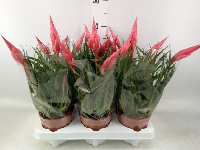 <h4>Vriesea  'Astrid'</h4>