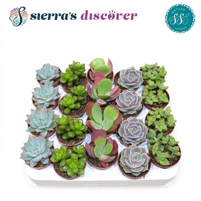 <h4>Discover® - Sevilla Succulents Mix (Deluxe)</h4>