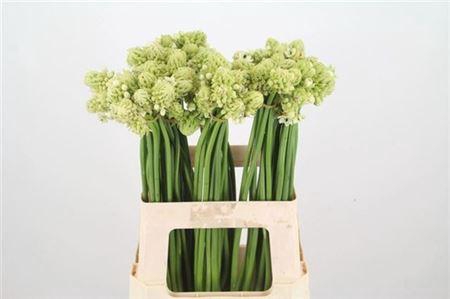 <h4>Ornit Saundersiae</h4>