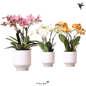 Kolibri Orchids Phalaenopsis Jewel mix 4 spike in Harmony white