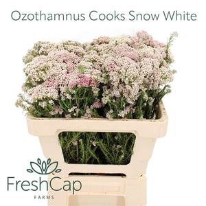 OZOTH COOKS SNOW WHI