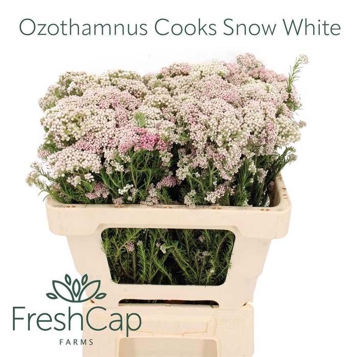 <h4>OZOTH COOKS SNOW WHI</h4>