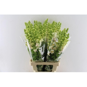 Antirrhinum Maryland Appleblossom