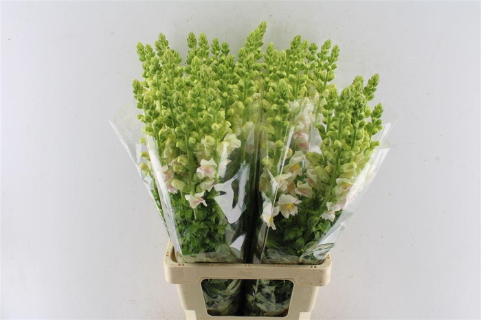 <h4>Antirrhinum Maryland Appleblossom</h4>